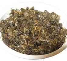 Pčela Podmore - djelotvorno sredstvo za liječenje različitih bolesti