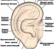 Auris externa, ili vanjski uha anatomije i bolesti