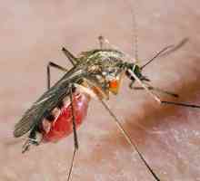 Prva pomoć za oticanje ujeda komaraca