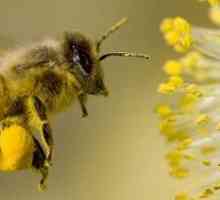 Prva pomoć za pčelinji ubod je ukloniti tumor i što učiniti