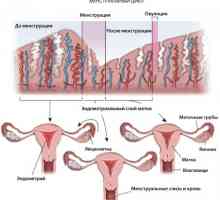 Zašto želudac boli za vrijeme menstruacije 10