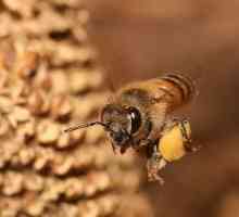Korisna svojstva pčelinji pelud, liječnici znaju - oni rock!