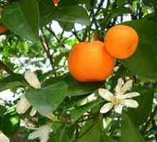 Prednosti mandarine