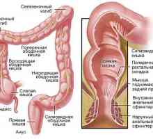 Koja je duljina crijeva u ljudi?