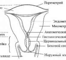 Posljedice nastanak i razvoj mioma u trudnoći