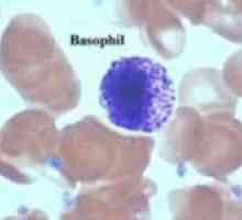 Razlozi za povećanje bazofila u krvi odrasle