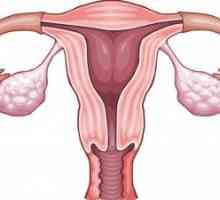Jajnici rade u menopauzi