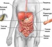 Mjesto i anatomija ljudskih trbušnih organa