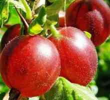 Recepti praznine crvenih gooseberries i njihova korist za organizam