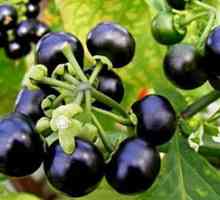 Sunberry: korisna svojstva i kontraindikacije