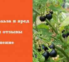 Sunberry: korisna svojstva i kontraindikacije vrt velebilje