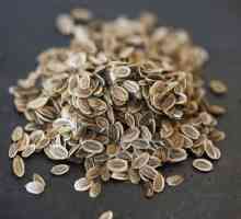 Komorač sjemena od štetnika: kako se prijaviti