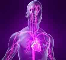 Srčane manifestacije vegetativni krvožilnom distonija i njihove specifičnosti