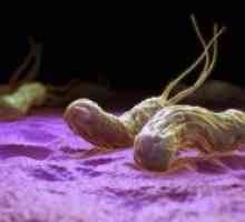 Vožnja iskorjenjivanje Helicobacter pylori, a tri linije terapije helikobakterioza