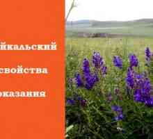 Bajkalsko kapica: svojim ljekovitim svojstvima i kontraindikacije