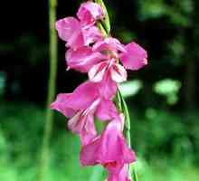 Gladiola. iris