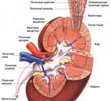 Simptomi akutne i kronični glomerulonefritis