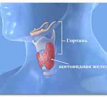 Hormoni štitnjače: sinteza, funkcija, norma, višak i manjak