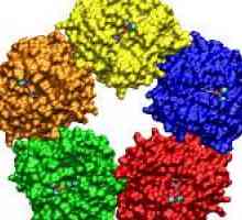 Što je C-reaktivnog proteina u krvi, a razlozi za njezino povećanje