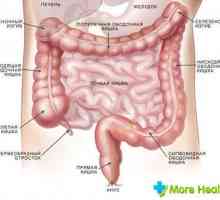 Struktura i dužina ljudskom crijevu