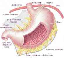 Struktura i funkcija želuca u ljudskom tijelu