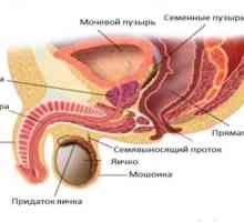 Struktura i svojstva funkcioniranje prostate