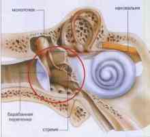 Struktura i srednjeg bolesti uha