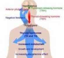 TSH hormon hipofize: definicija ispravka norme i odstupanja