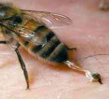 Ubodi pčela i Hornets