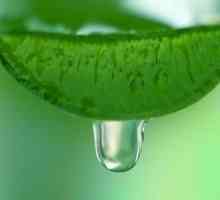 Pijenje Aloe sok će povećati zdravlje dva puta!