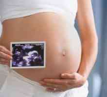 Uzi tijekom trudnoće - bebe seks: što tjedan dana, a prvi znakovi spola
