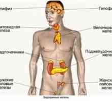 Važnost endokrinih žlijezda na ljude
