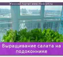 Uzgoj salate na prozor