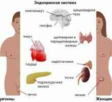 Sustav Paraganglia žlijezda i endokrini: vrste, funkcije i značajke tijela