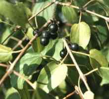 Rhineberry (pasjakovina).