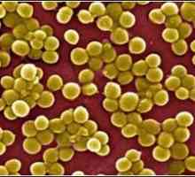 Staphylococcus aureus u crijevima