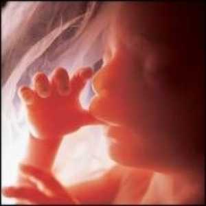 26 Tjedna trudnoće - što se događa u ovom trenutku
