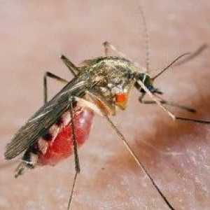 Alergičan na ubode komaraca: kako se nositi s bloodsuckers?