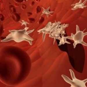 Analize su pokazale da su smanjeni trombociti u krvi, što znači i kako podići razinu crvenih krvnih…