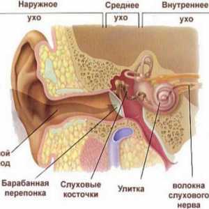 Anatomija ljudskog uha: strukturne značajke