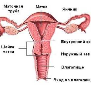 Anatomija ženskih reproduktivnih organa