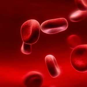 Ascaris u krvi - simptomi i načini zaraze