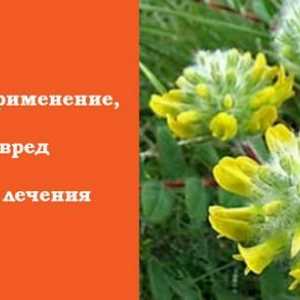 Astragalus - trava Kremlj vođe i Skiti