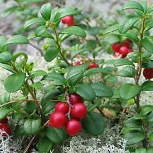 Lingonberry: svojstva i kontraindikacije