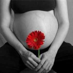 Postoje razdoblja tijekom trudnoće? A što to znači?