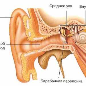 Što je organ sluha i što funkcionira to obavlja?