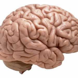 Koja proširuje žile u mozgu?