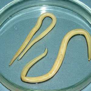 Gdje su roundworm: njihov razvoj