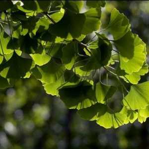Ginkgo biloba - najstarija biljka s jedinstvenim ljekovitim svojstvima