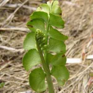 Botrychium Lunaria, ključ-trava